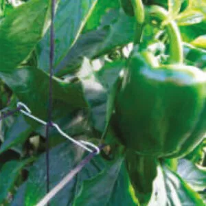 Gancho Pimiento GP