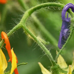 Marcador para Tomate Cherry
