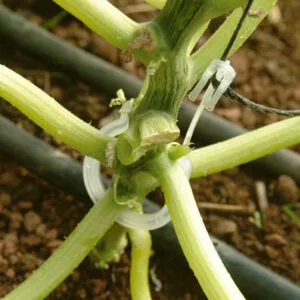 Soporte para Plantas y Tallos