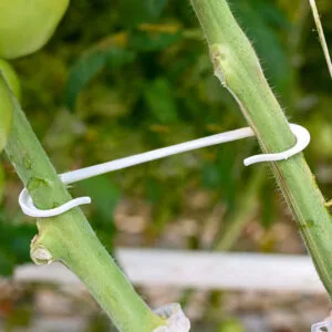 Sujetador Hook Para Racimo